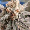 Gelato Punch feminizada de Elev8 Seeds