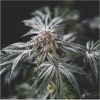Gelato Punch feminizada de Elev8 Seeds