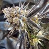 Gelato Punch feminizada de Elev8 Seeds