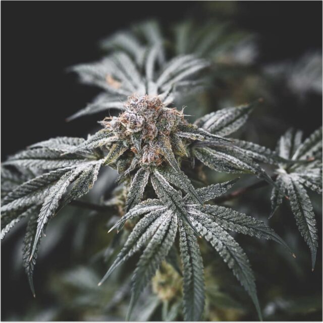 Gelato Punch feminizada de Elev8 Seeds