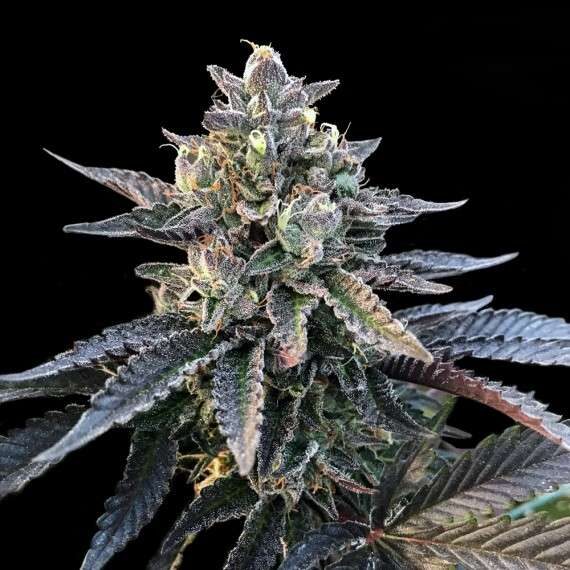 Gelato Sorbet feminizada de DNA Genetics