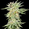 Gelato Sundae feminizada de Elev8 Seeds