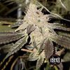 Gelato Sundae feminizada de Elev8 Seeds