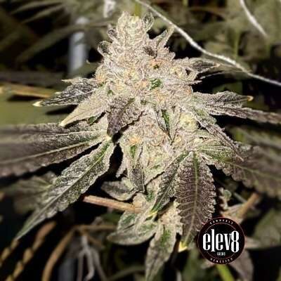 Gelato Sundae feminizada de Elev8 Seeds