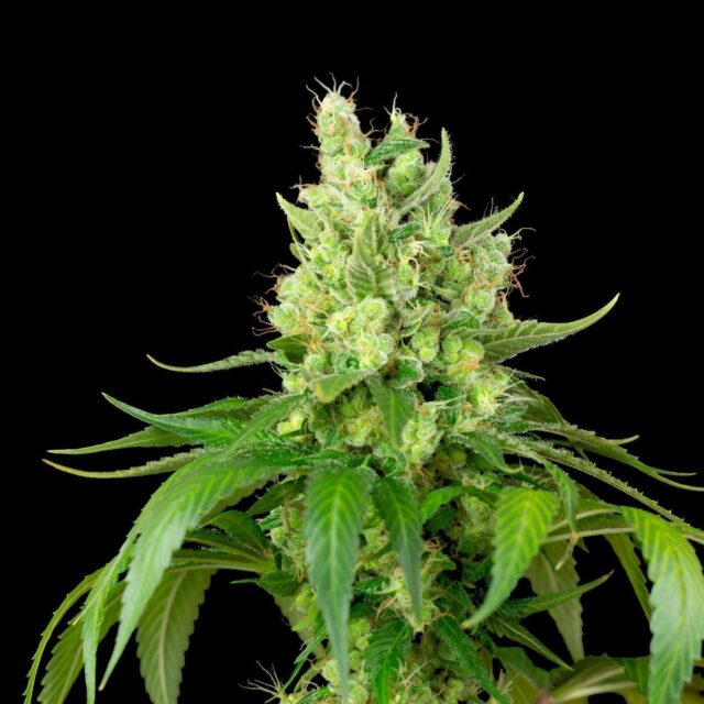 Gelato Cookies Auto de XXL Seeds