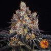 Gelato feminizada de Barney’s Farm