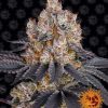 Gelato feminizada de Barney’s Farm