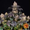 Gelato feminizada de Barney’s Farm