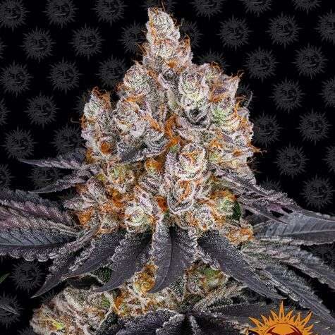 Gelato feminizada de Barney’s Farm