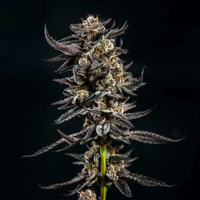 Gelatomo feminizada de Elev8 Seeds