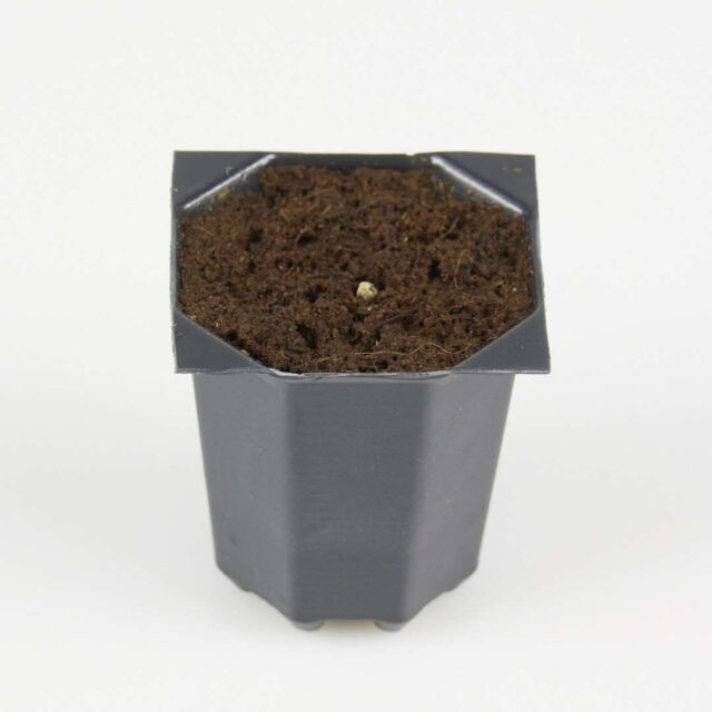 Germinador profesional Perfect Root