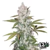 Girl Scout Cookies Auto de FastBuds