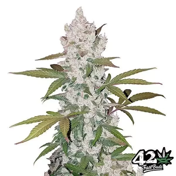 Girl Scout Cookies Auto de FastBuds