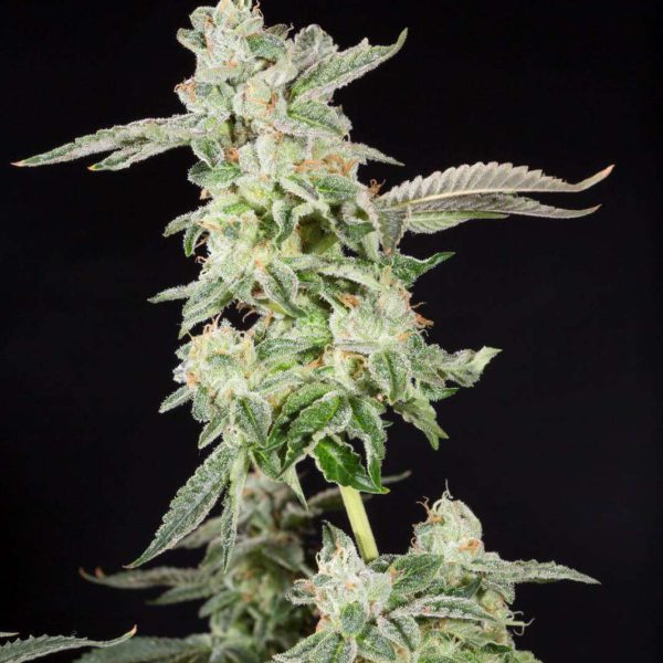 Giscotti feminizada de Elev8 Seeds