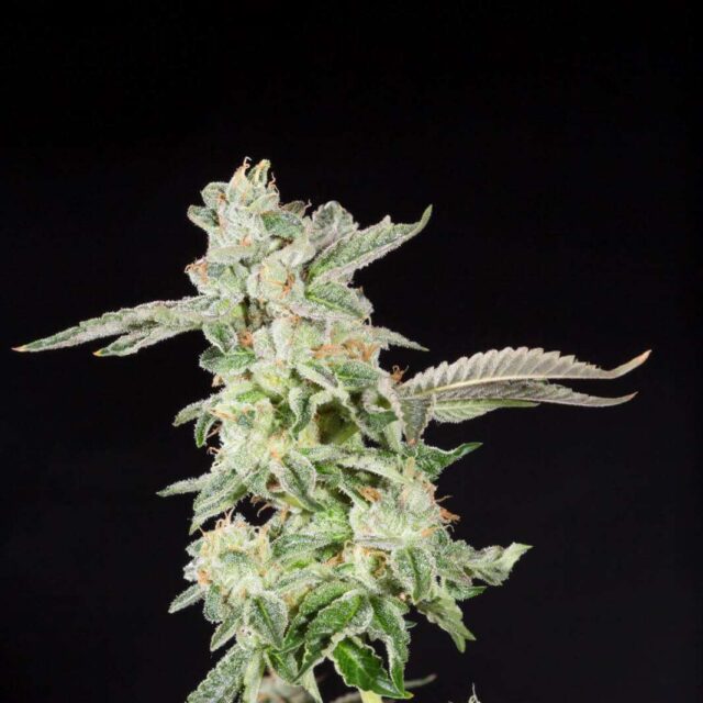 Giscotti feminizada de Elev8 Seeds