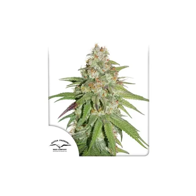Glueberry O.G. feminizada de Dutch Passion