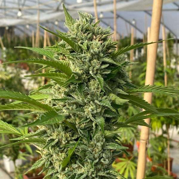 Goji Biker feminizada de Karma Genetics