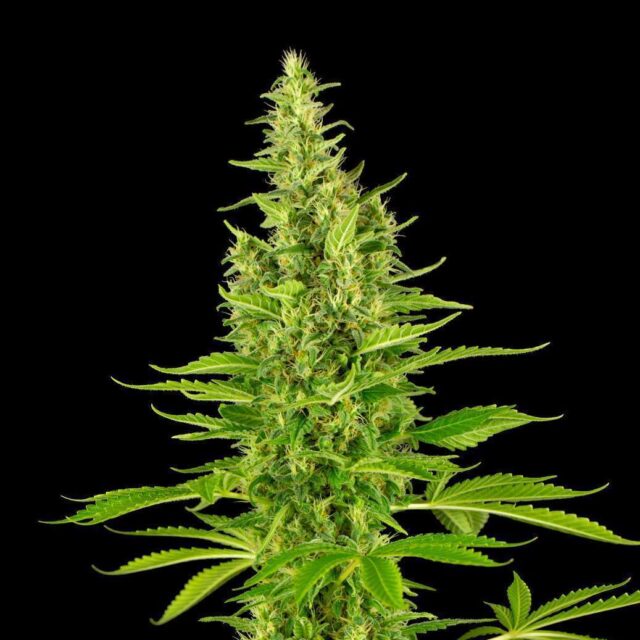 Gorilla Glue Auto de XXL Seeds