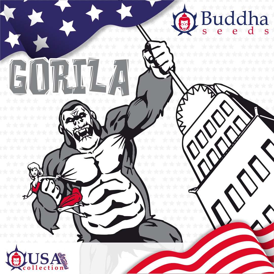 Gorila feminizada de Buddha Seeds