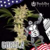 Gorila feminizada de Buddha Seeds