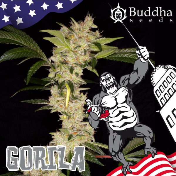 Gorila feminizada de Buddha Seeds