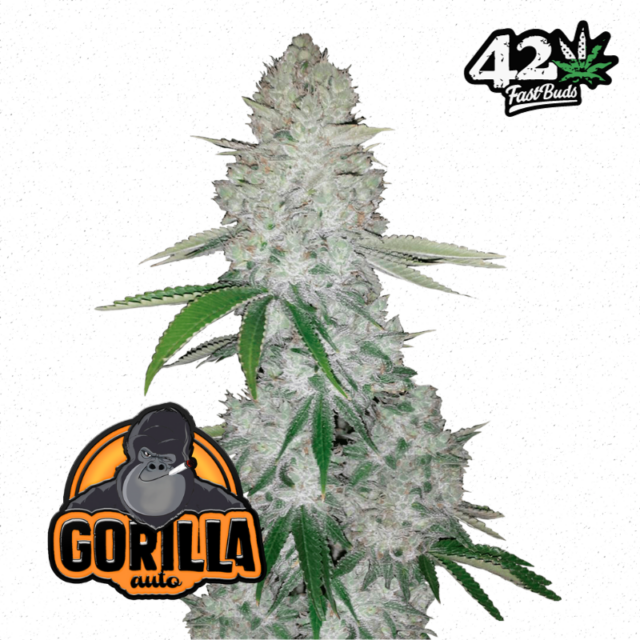 Gorilla Glue Auto de FastBuds
