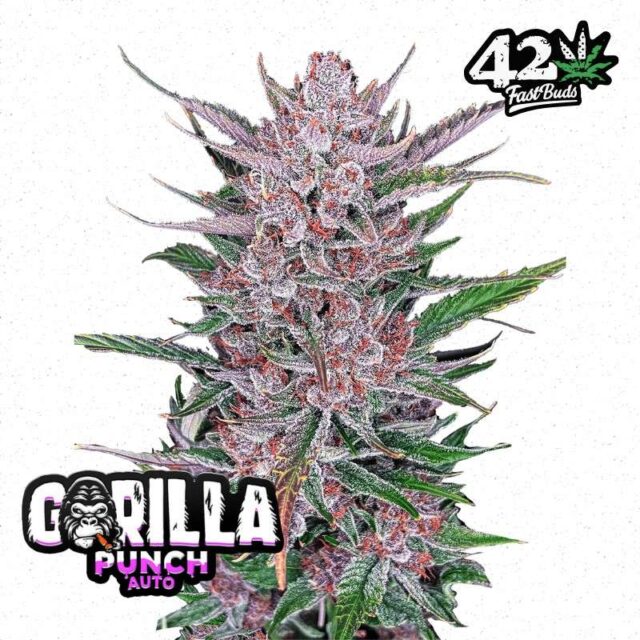 Gorilla Punch Auto de FastBuds