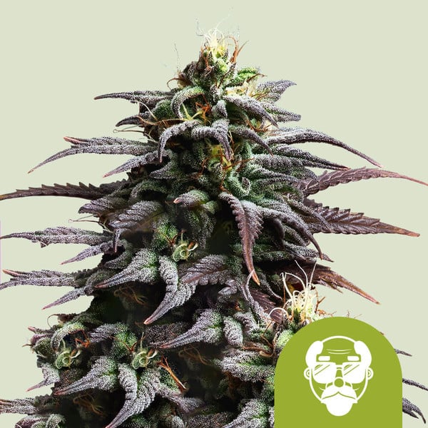 Granddaddy Purple Auto de Royal Queen Seeds