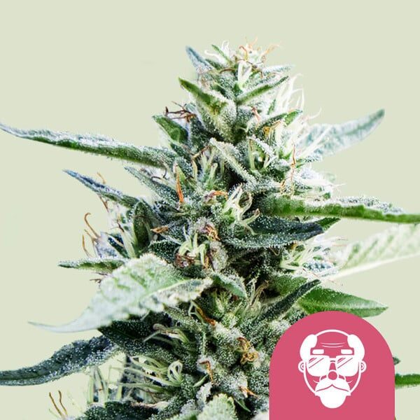 Granddaddy Purple feminizada de Royal Queen Seeds