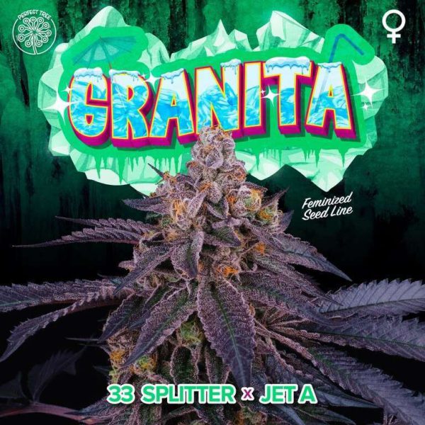 Granita feminizada de Perfect Tree