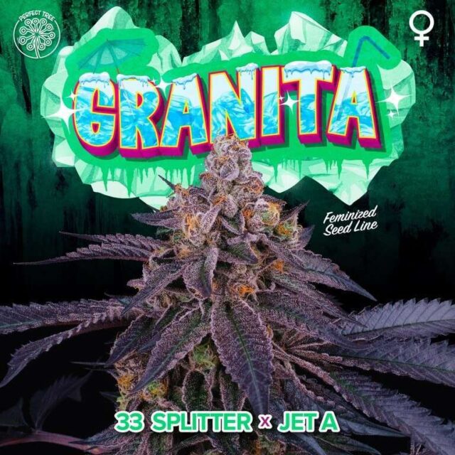 Granita feminizada de Perfect Tree