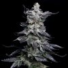 Granny’s Apple Fritter feminizada de Elev8 Seeds