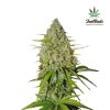 Grapefruit Auto de FastBuds