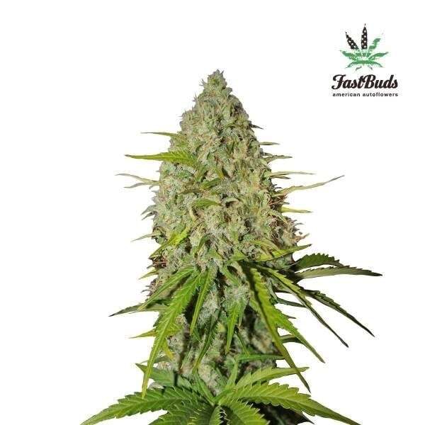 Grapefruit Auto de FastBuds