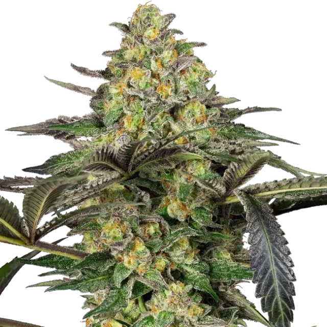 Grapevine Candy feminizada de Sensi Seeds
