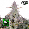 Green Crack Auto de FastBuds