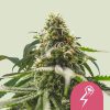 Green Crack Punch feminizada de Royal Queen Seeds