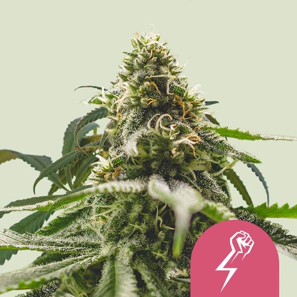 Green Crack Punch feminizada de Royal Queen Seeds