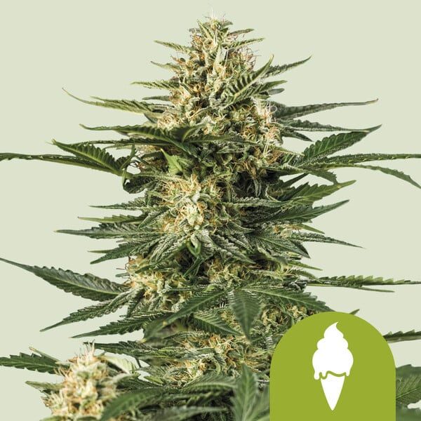 Green Gelato Auto de Royal Queen Seeds