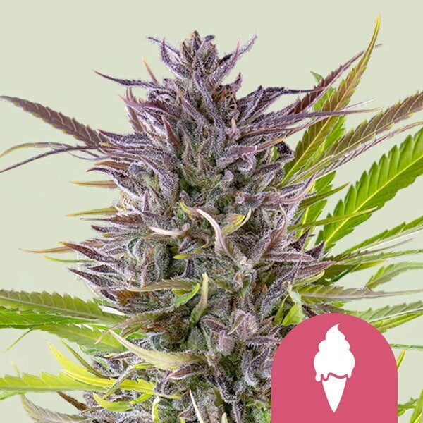 Green Gelato feminizada de Royal Queen Seeds