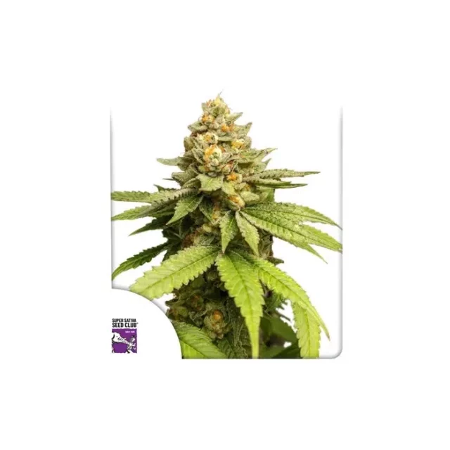 Green Papaya feminizada de Dutch Passion