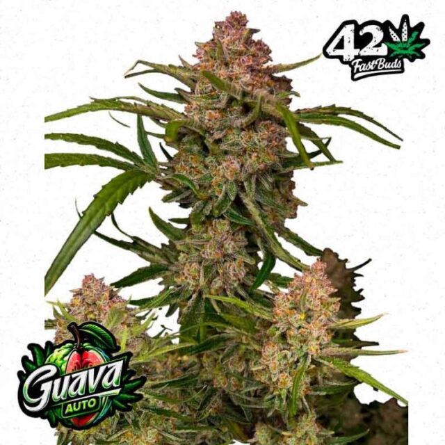 Guava Auto de FastBuds