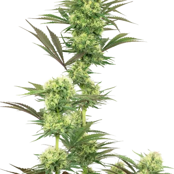 Guava Jelly feminizada de White Label Seeds