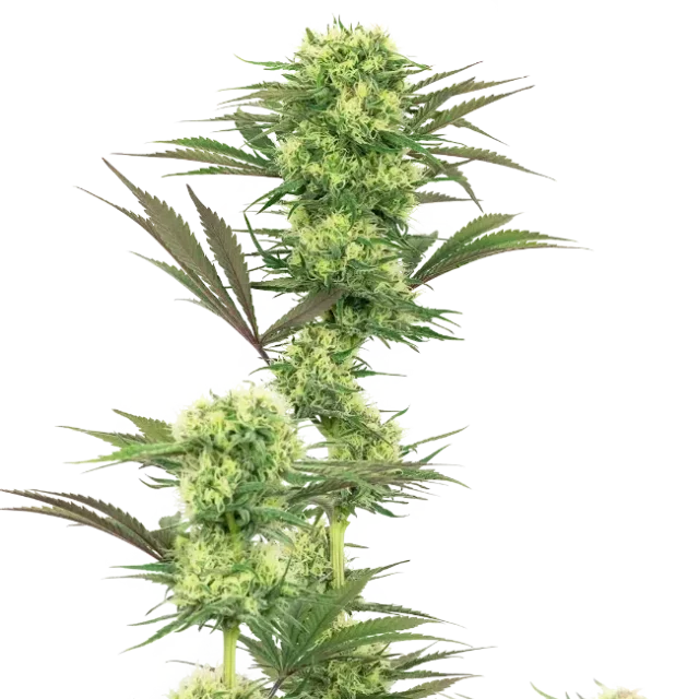 Guava Jelly feminizada de White Label Seeds