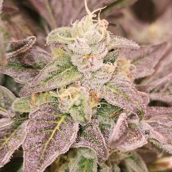 Guava Runtz feminizada de Karma Genetics