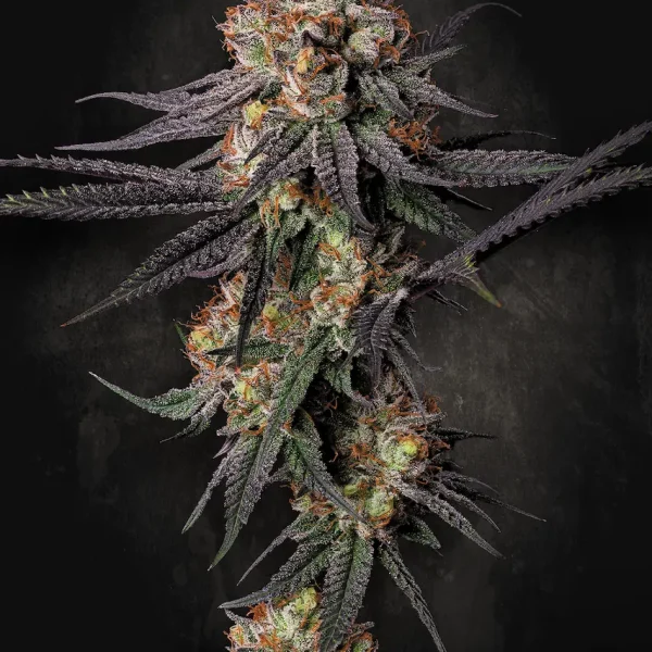 Gulupa feminizada de Paradise Seeds