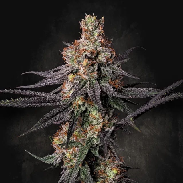 Gulupa feminizada de Paradise Seeds