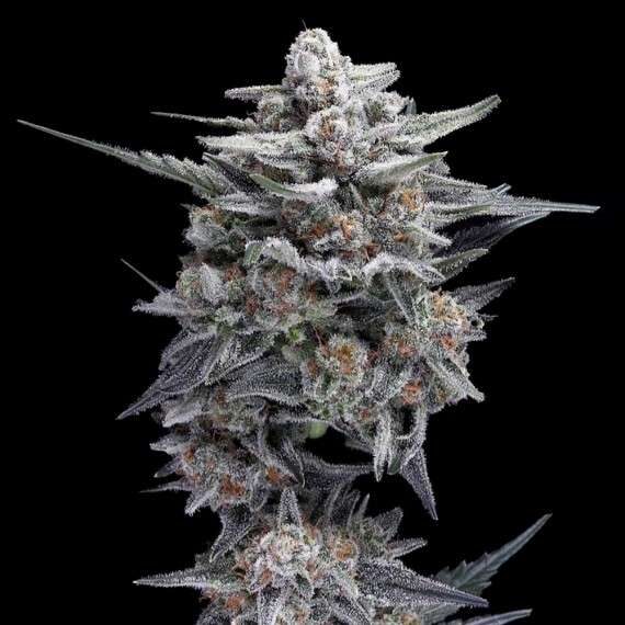 HG23 AKA Michael Jordan feminizada de DNA Genetics