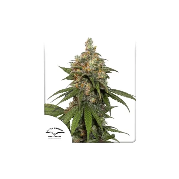 HIFI 4G feminizada de Dutch Passion