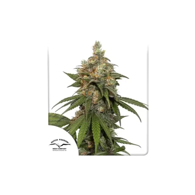 HIFI 4G feminizada de Dutch Passion
